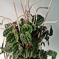 Moje storczyki #storczyki #phalaenopsis #dendrobium #aphrodite #afrodyta