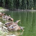 #kaczki #park #woda #zwierzęta