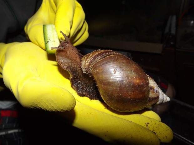 #achatina #fulica #reticulata