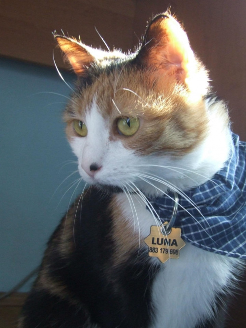 Lu #kot #koty