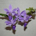 Doritaenopsis Purple Gem Florento