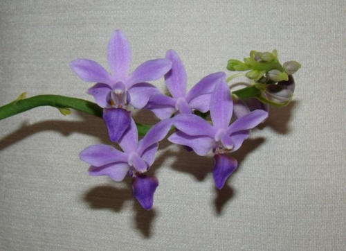 Doritaenopsis Purple Gem Florento