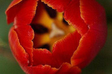 :) #kwiatki #kwiatek #tulipan