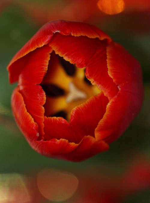 :) #kwiatki #kwiatek #tulipan