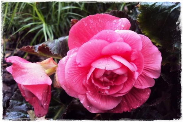 Begonia