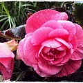 Begonia
