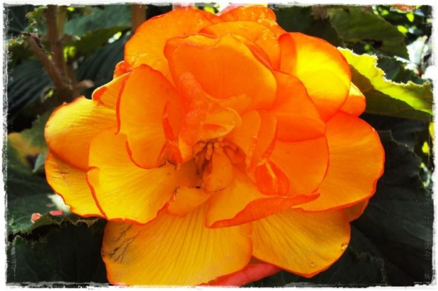 Begonia