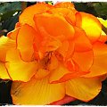 Begonia