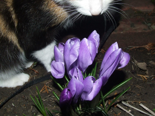 #kot #kwiatki #wiosna