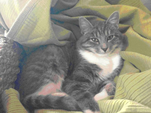 Zaginął szarak #ZaginąłKotSzarak