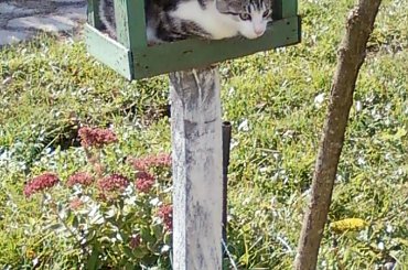 zdjęcie #kot #mężczyźni #skaut #sport #strażak