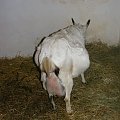 Świętoszek jeszcze czekamy na dzieci