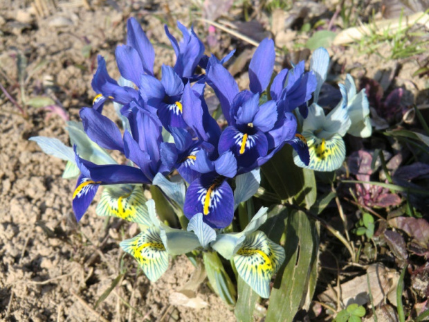 Iris reticulata