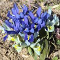 Iris reticulata