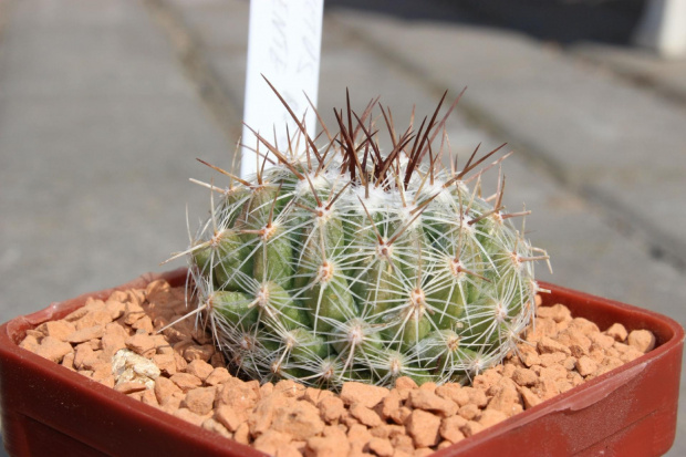 Thelocactus conothelos, RS 686, Mexico, Tamaulipas (Bustamente)