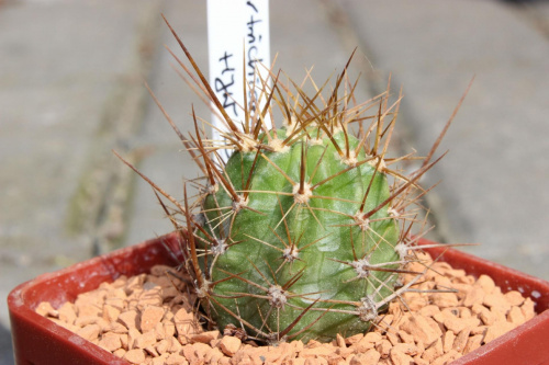 Lobivia hertrichiana forma HJW 229