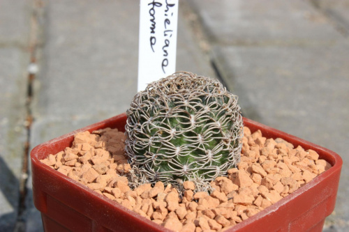 Lobivia schieliana forma