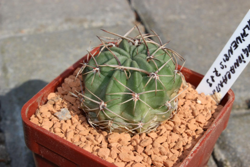 Lobivia pugionacantha v. culpinensis