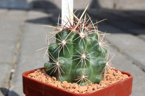 Thelocactus bicolor, SB 278 Huiyache