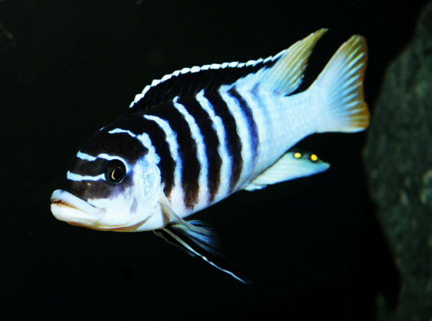 M sp zebra chilumba Luwino Reef #Malawi