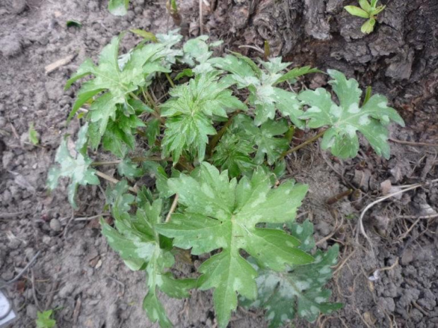 Hydrophyllum canadense Faceliowiec kanadyjski