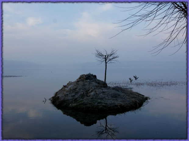 #jezioro #wysepka #wiosna #drzewko