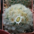 Mammillaria carm