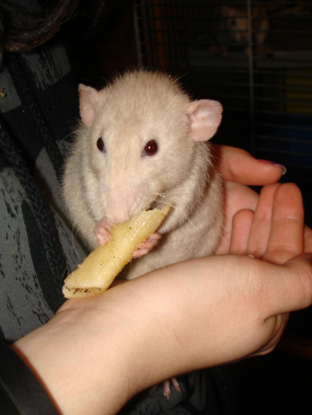 Fiorka