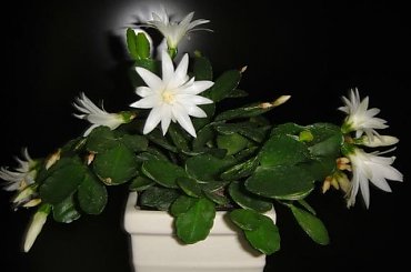 Kaktus Wielkanocny #Kwiatki