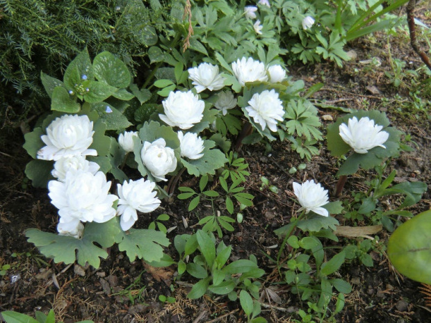 Sanguinaria canadensis 'Multiplex'