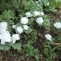 Sanguinaria canadensis 'Multiplex'