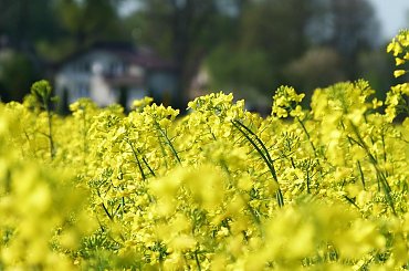 Jeszcze nie olej #Łąka #Polska #Przyroda