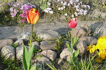 #bratki #kwiaty #ogród #rośliny