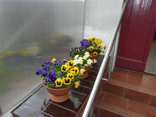 "Murek" przy schodach #bratki #kwiaty #ogród #rośliny #schody