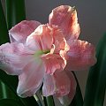 Hippeastrum Rozetta