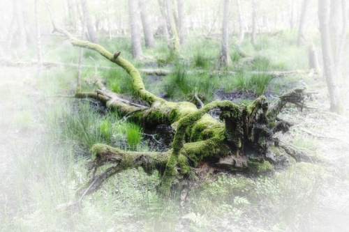 Zielony potwór #Czołpino #drzewa #piaski #przyroda #rezerwat #wydmy #WydmyCzołpino