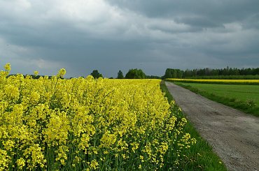 To nie kujawski #kwiaty #łąka #Natura #Polska #przyroda