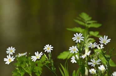 W świecie wiosny #fotosik #fotmart #dzikapolska #wiosna #bocian #jelonek #wojtekwrzesien #fotografia #natura #krajobraz #las #kwiaty #Drozdowo