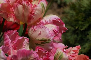 #tulipany #tulipan #TulipanyPapuzie