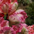 #tulipany #tulipan #TulipanyPapuzie
