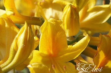 kwiaty 2014 #azalia #AzaliaPachnąca #AzaliaPontyjska