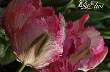 kwiaty 2014 #tulipany #tulipan #TulipanyPapuzie