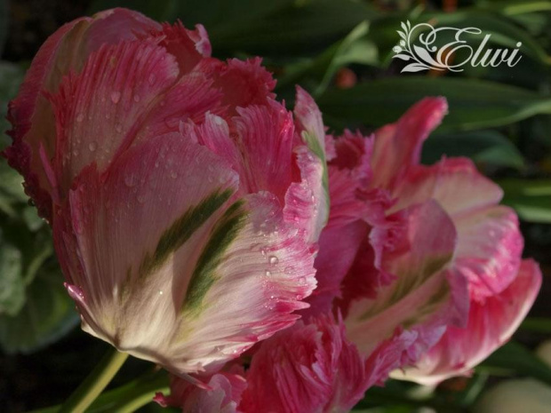 kwiaty 2014 #tulipany #tulipan #TulipanyPapuzie