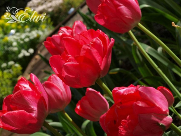 kwiaty 2014 #tulipan #tulipany #TulipanyNn