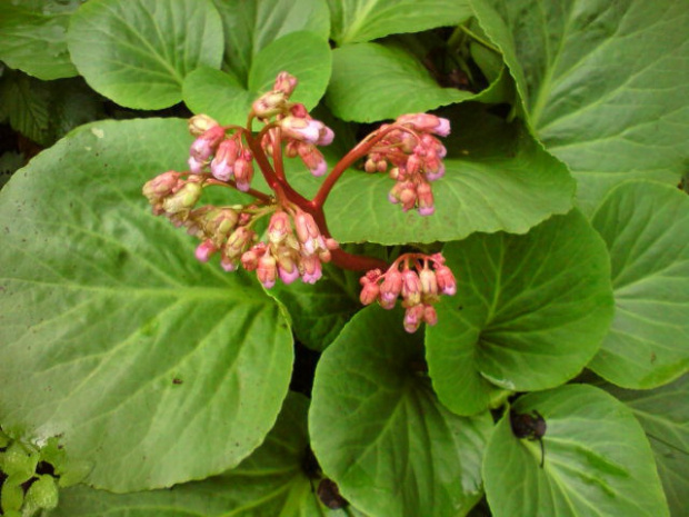 bergenia 2 kwitnienie 2013