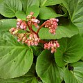 bergenia 2 kwitnienie 2013