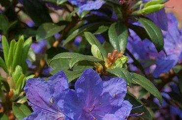 kwiaty maj #różanecznik #rhododendron