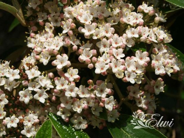 kwiaty maj #kalina