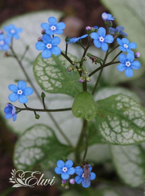 kwiaty maj #brunnera