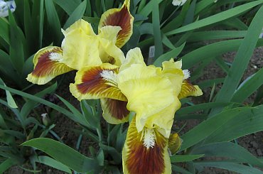 Irysy pumila #IrysPumila #niski #irys